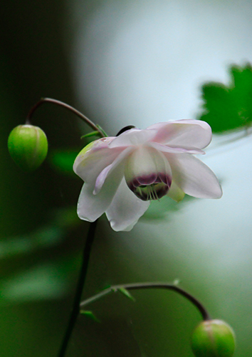 �u�J�オ��v