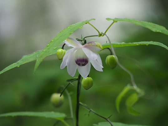 �u�J�ɍ炭�v