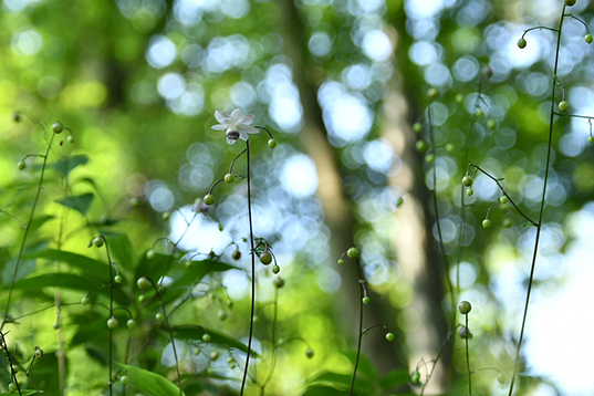 ���ɍ炭��ւ̃����Q�V���E�}