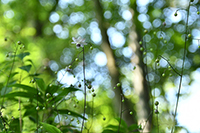 �f�W�^������@������Ԑ_�Џ�