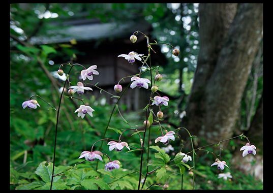 �u�q��Ɍb�܂�āv