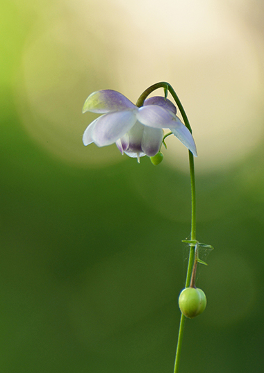 �u�����Q�V���E�}�̔��v