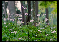 �f�W�^������@������Ԑ_�Џ�