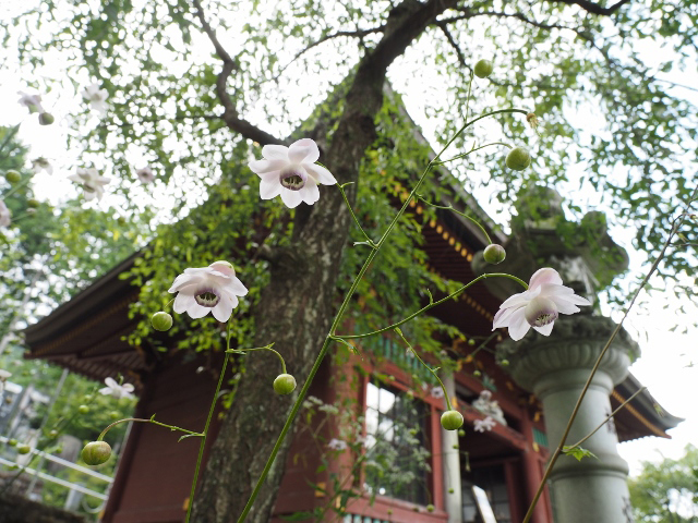 �u��Ԑ_�ЂƋ��Ɂv