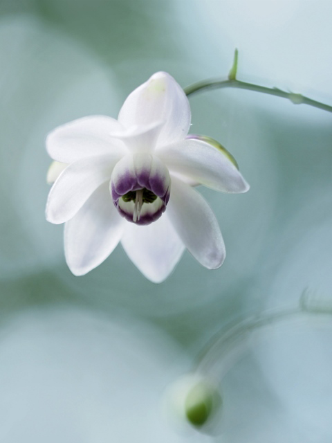 �u���炩�Ȉ��v