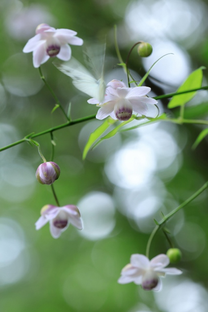 �u�ˑR�̂��q�v