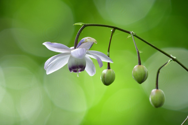 �u�ؘR����̒��Łv