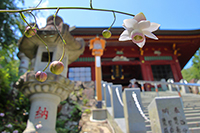 �f�W�^������@��x�R�ό������