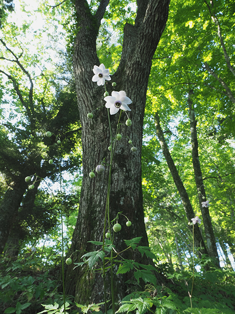 �u�ؘR����̒��Łv