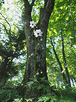 �f�W�^������@�D�G��