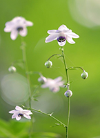 �f�W�^������@�D�G��