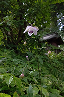 �f�W�^������@�D�G��