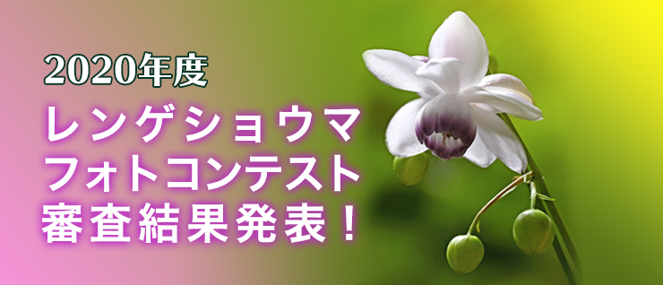 2020�N�x�����Q�V���E�}�Ղ�t�H�g�R���e�X�g�R�����ʔ��\�I