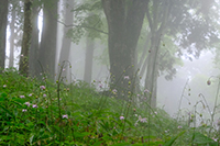 �f�W�^������@��x�o�R�S��������Џ�