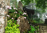 �f�W�^������@������Ԑ_�Џ�