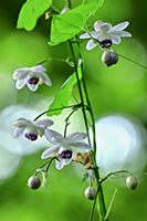 �f�W�^������@�D�G��