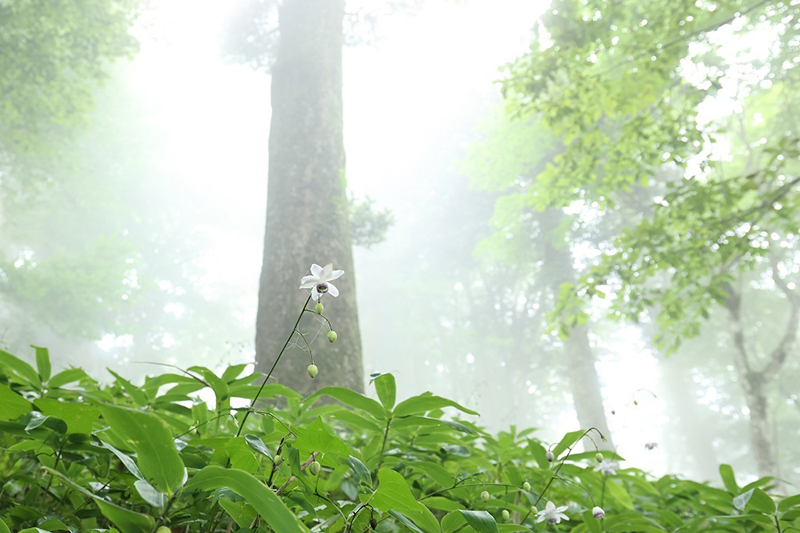 デジタル部門　青梅市観光協会賞