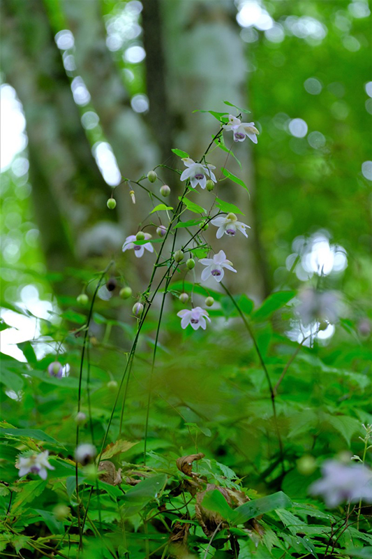 デジタル部門　青梅市観光協会賞