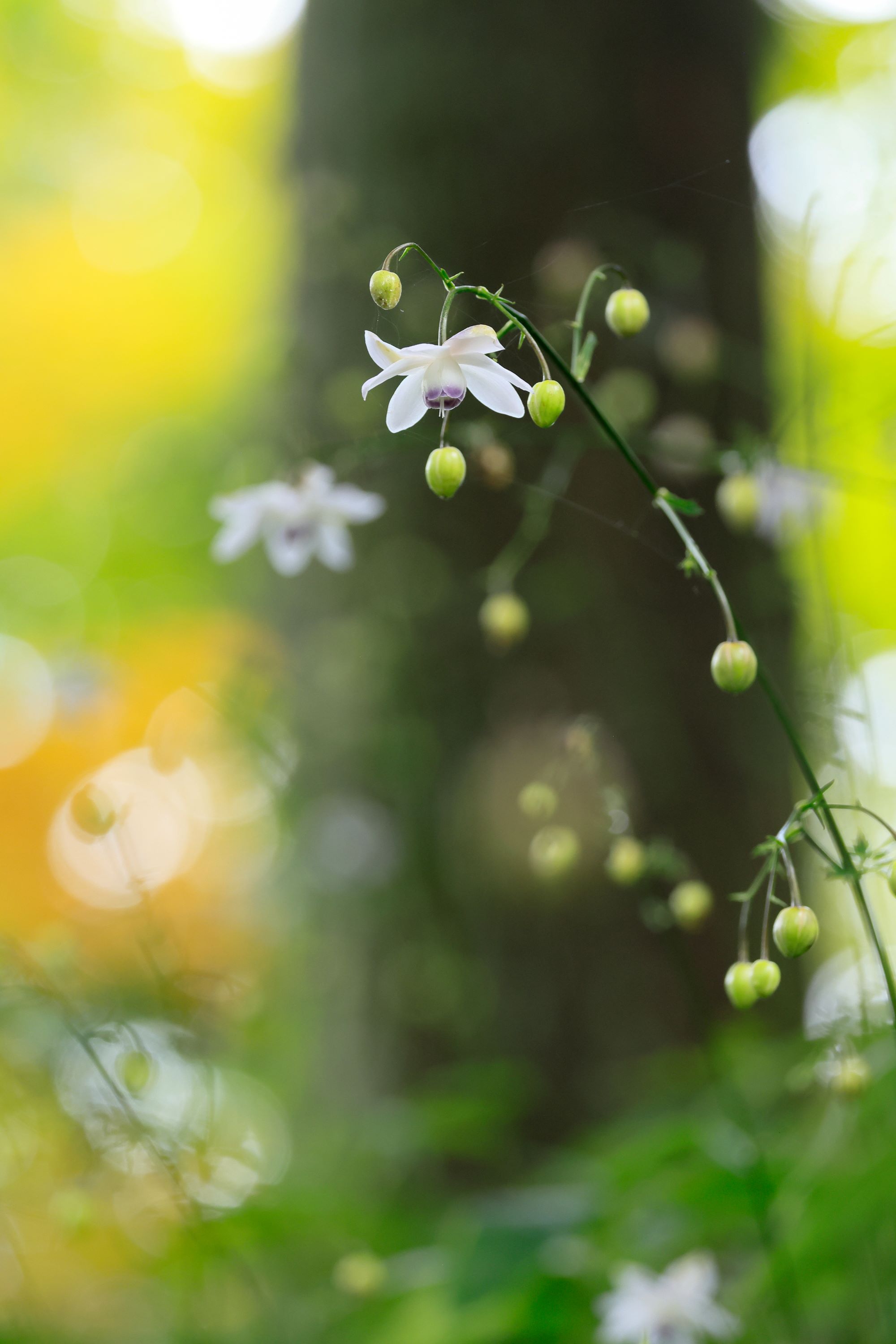 青梅市観光協会賞