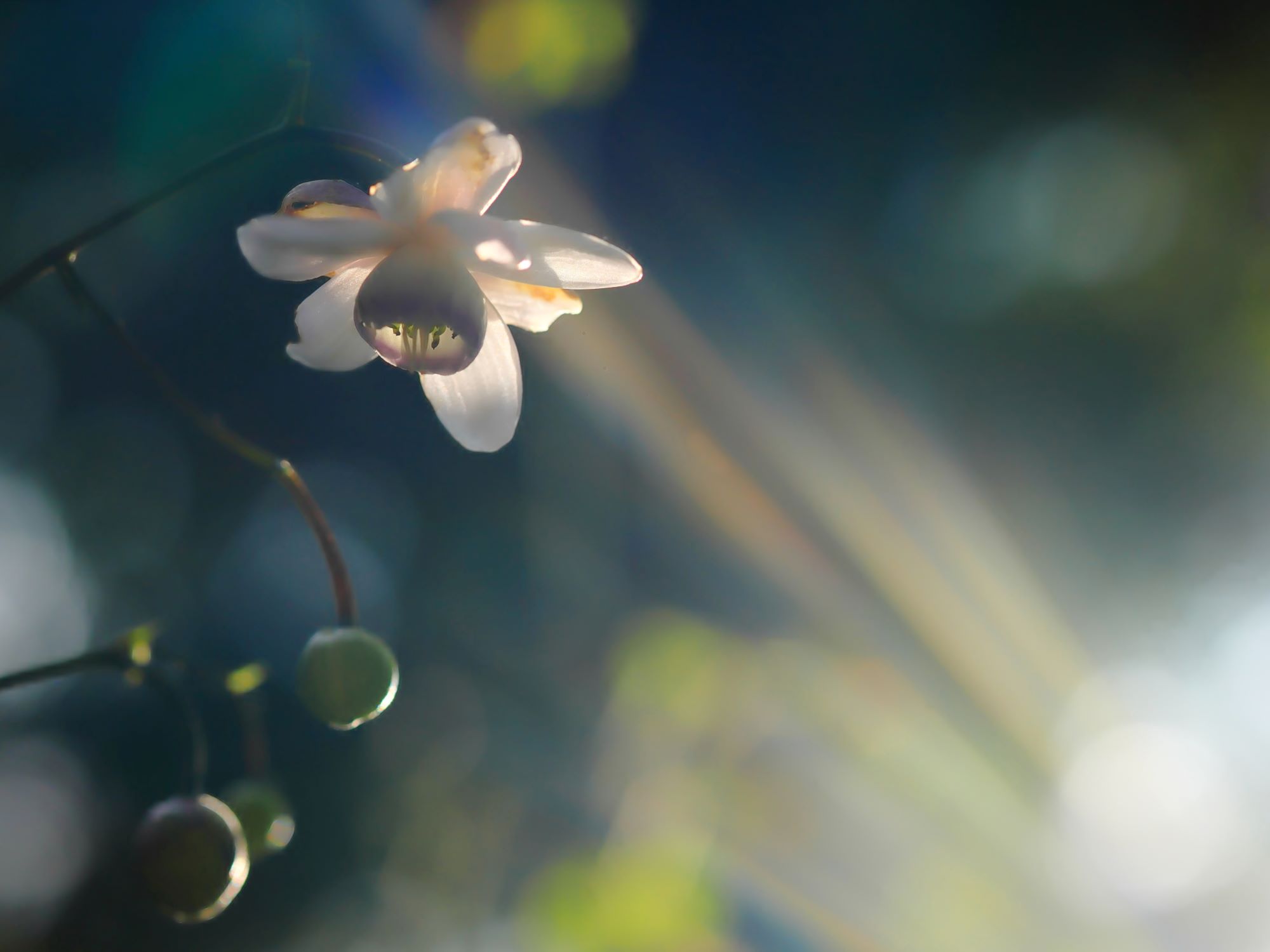 御岳山商店組合長賞