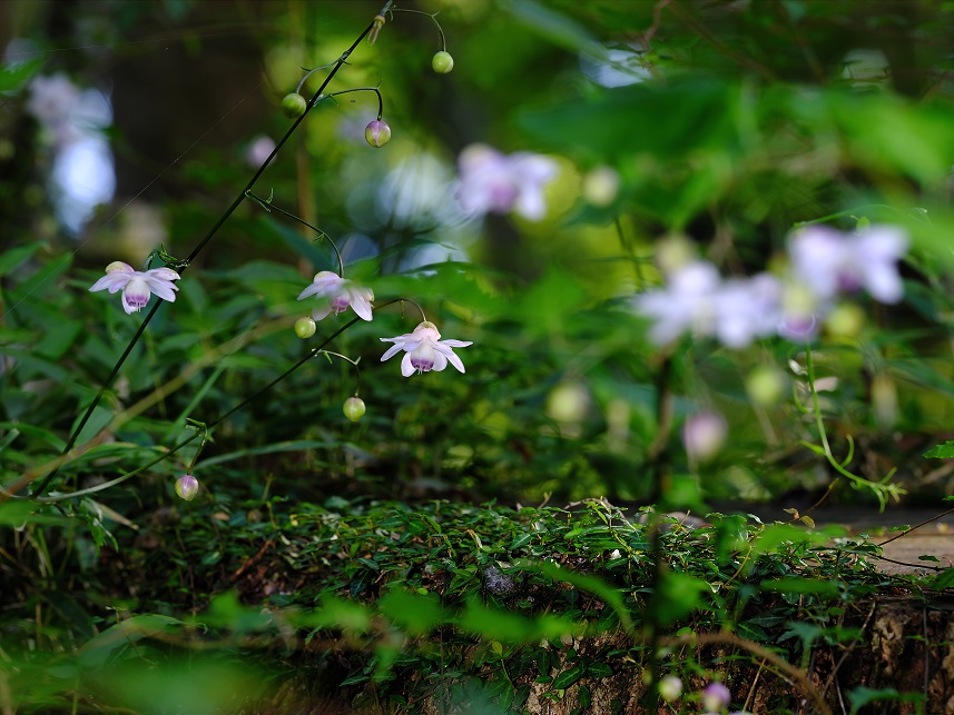 御岳登山鉄道株式会社賞