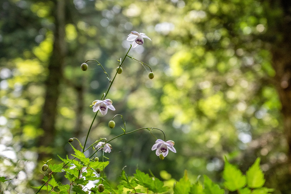 御岳山商店組合長賞