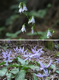 �l�G�̑���