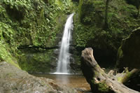 ����̑�i�ȂȂ�̂����j