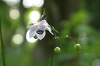 �����Q�V���E�}�Q���n