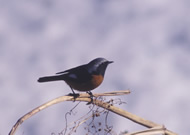 �W���E�r�^�L/��x�R