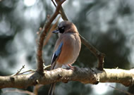 �J�P�X/��x�R